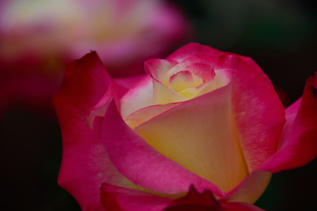 薔薇　ダブル　デライト