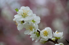 花桃