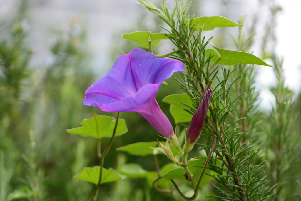 ノアサガオ　オーシャンブルー