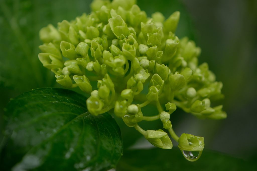 紫陽花の雫