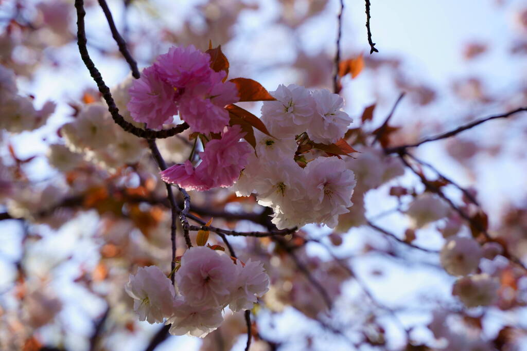 紅白桜合戦(^o^)