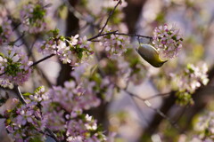 サクジロー　１