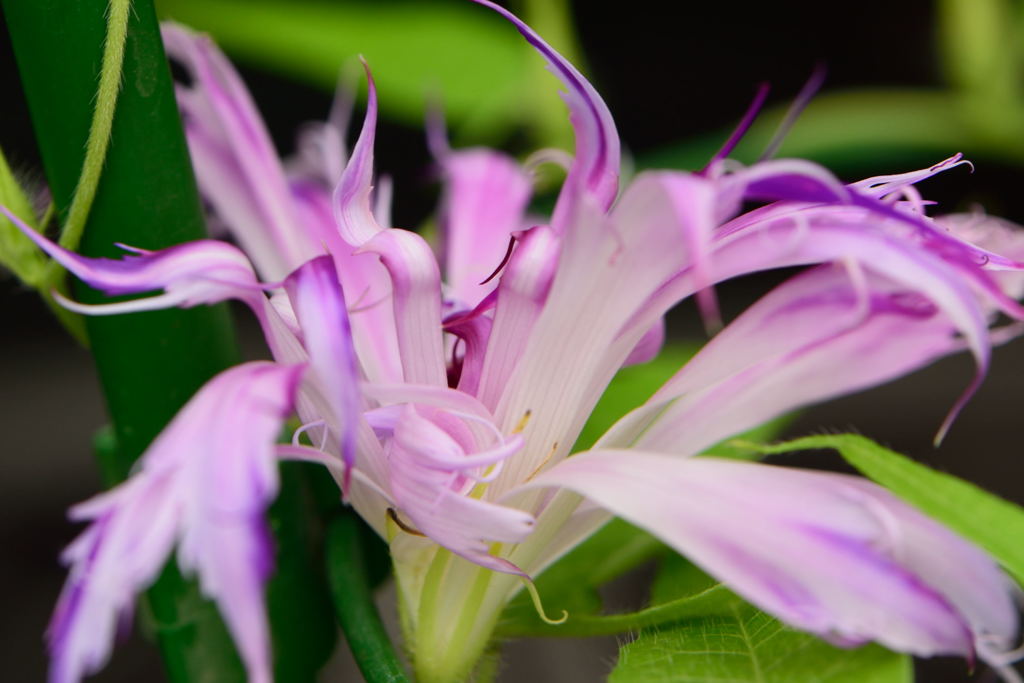 淡水色地青紫吹雪采咲牡丹