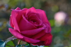 薔薇　ギャラント