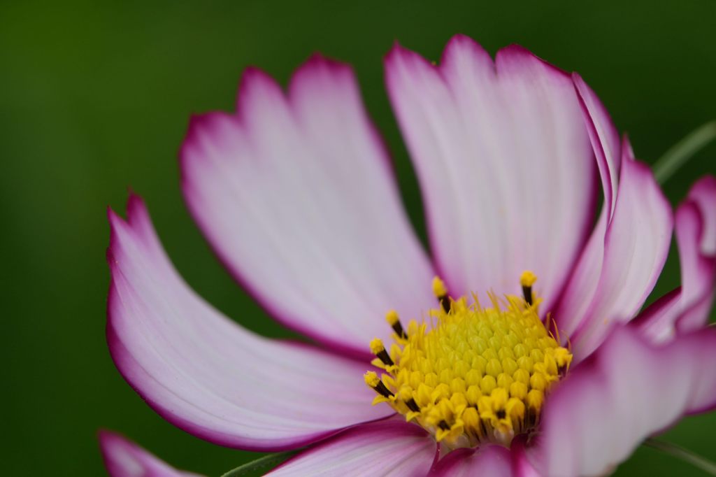 秋桜　あかつき　4