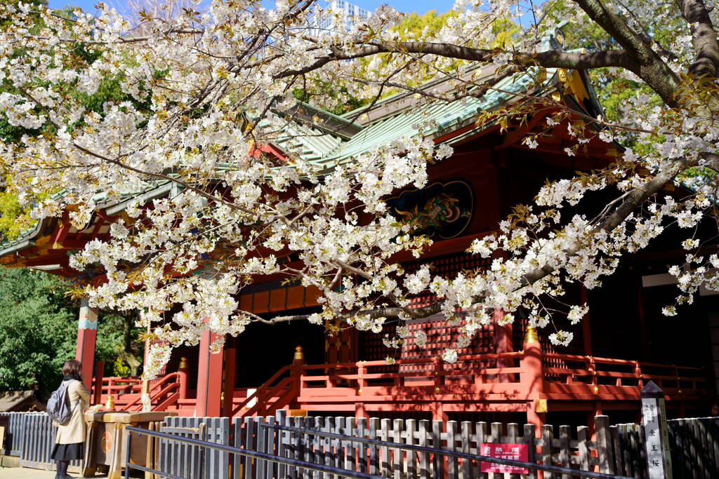 金王桜　４