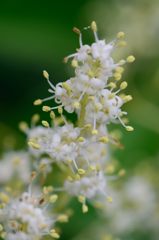 とうねずみもち