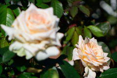 薔薇　アンゲリカ