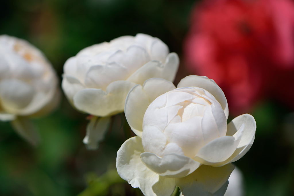 薔薇　ウィンダミア