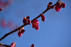 寒緋桜　２