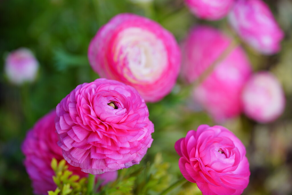 ラナンキュラス