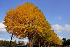 佐倉城址公園　銀杏並木