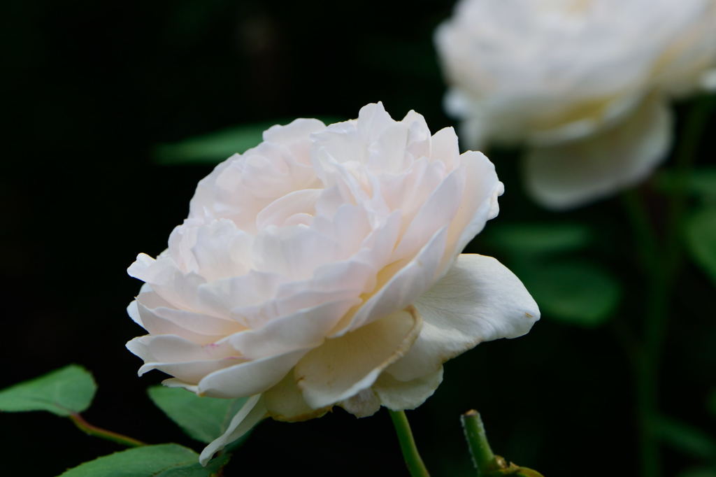 薔薇　名称不明