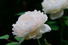 薔薇　名称不明