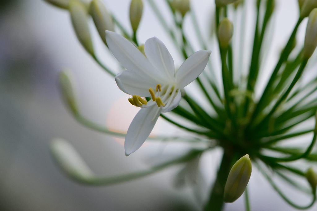 白いアガパンサス