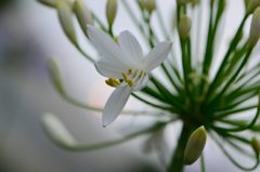 白いアガパンサス