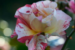 薔薇　アルフレッド・シスレー