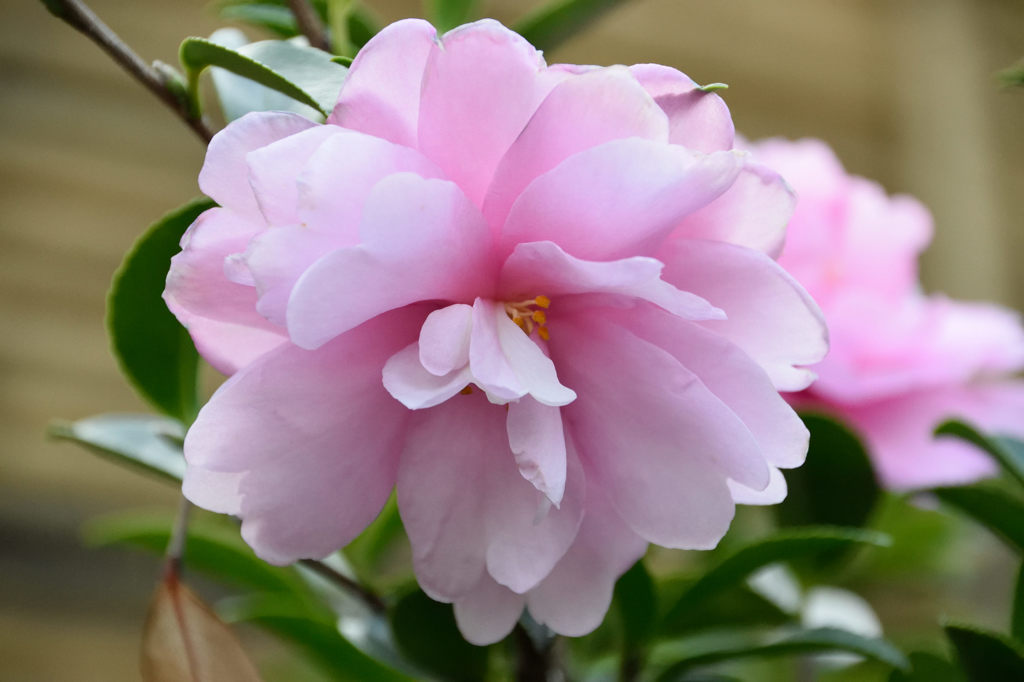 浜離宮　山茶花