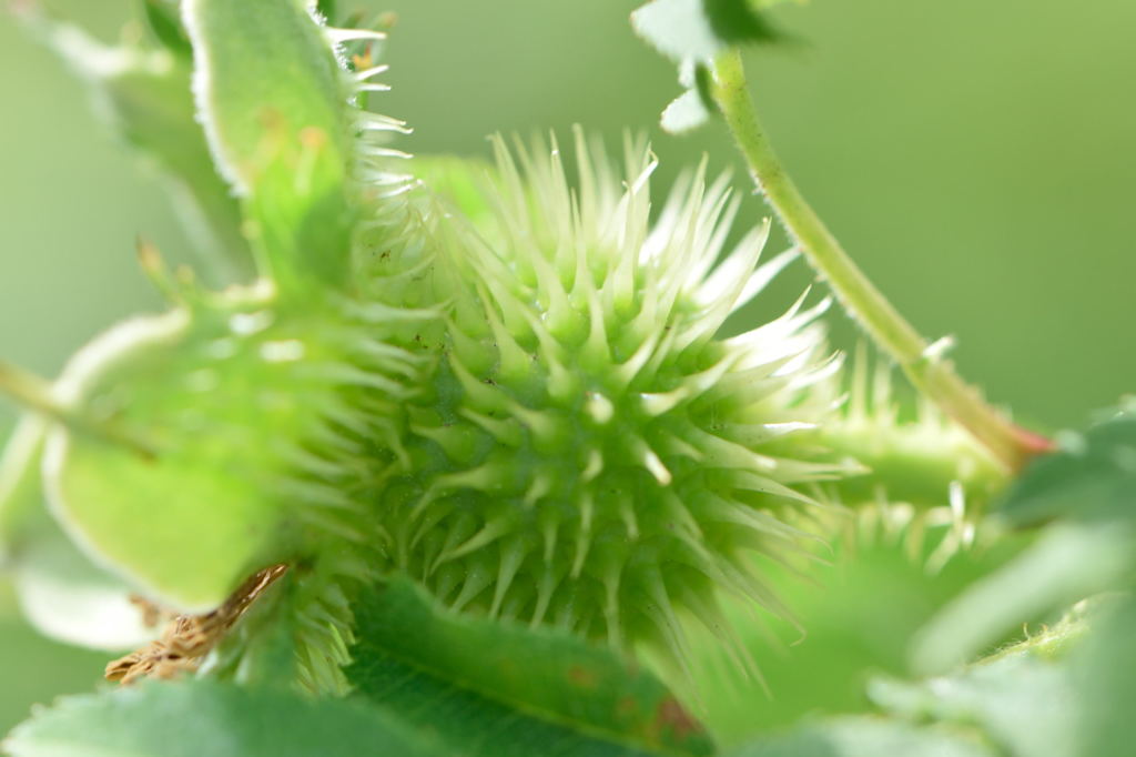 サンショウバラ