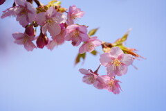 河津桜　３