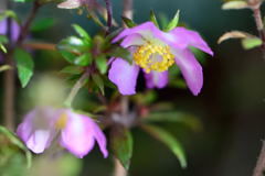 アイノカンザシ　エリカモドキ