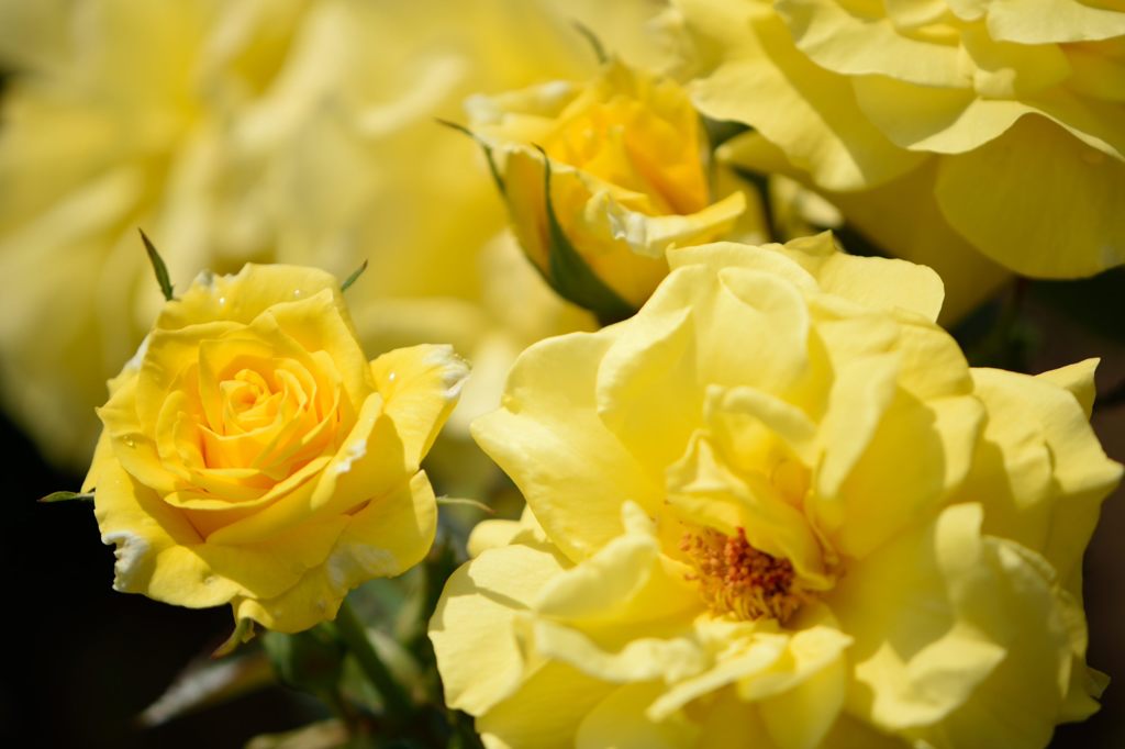 春薔薇の思い出07　フリージア