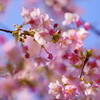 河津桜　７