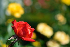 薔薇　バーブラ・ストライザンド