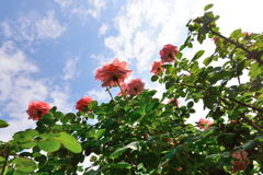 薔薇　青空に