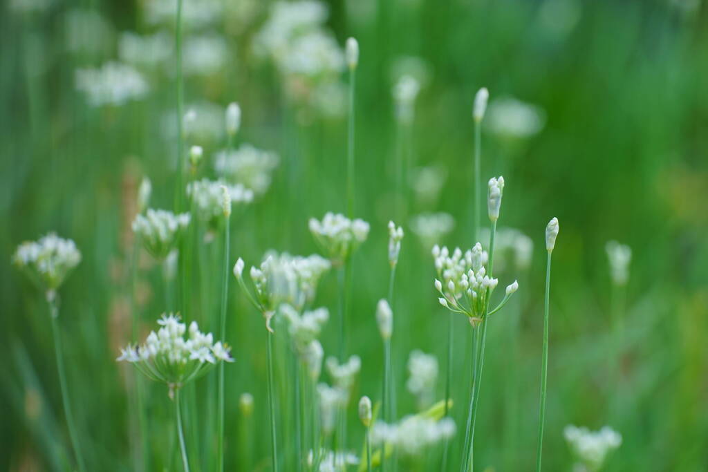 ニラの花