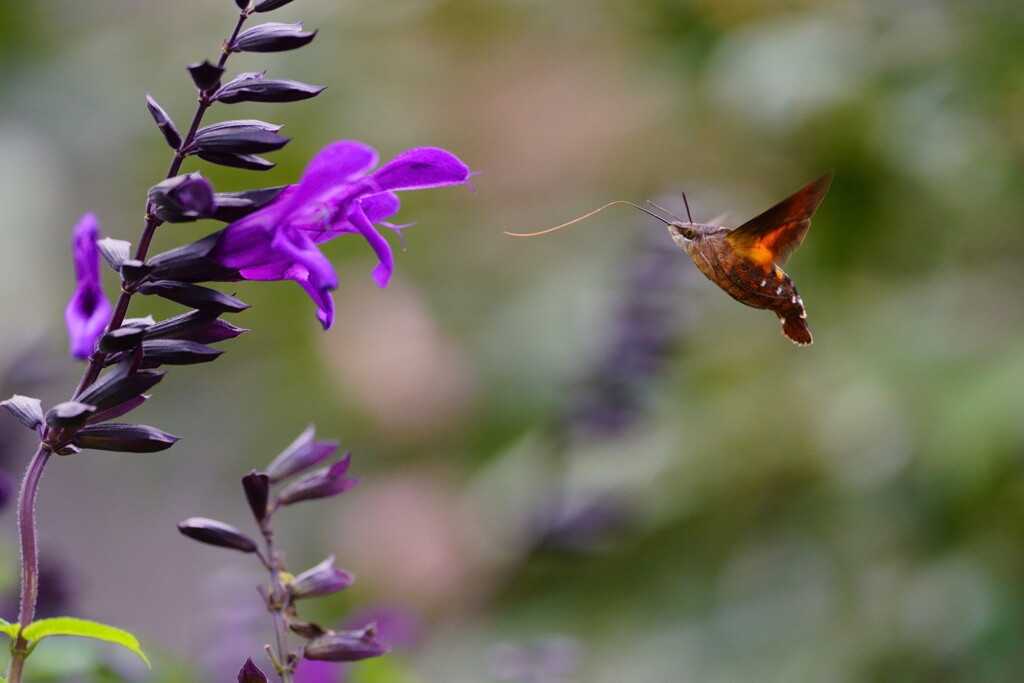 ホシホウジャク