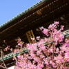 桜と赤門