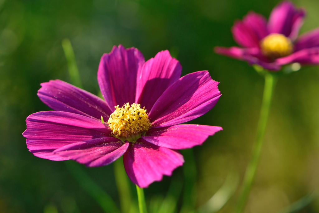 秋桜　レッドベルサイユ