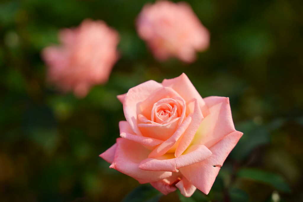 薔薇　バイオレット　カーソン