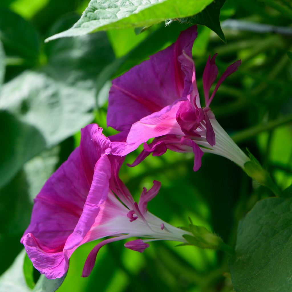 朝顔　マルバアサガオ紅髭咲