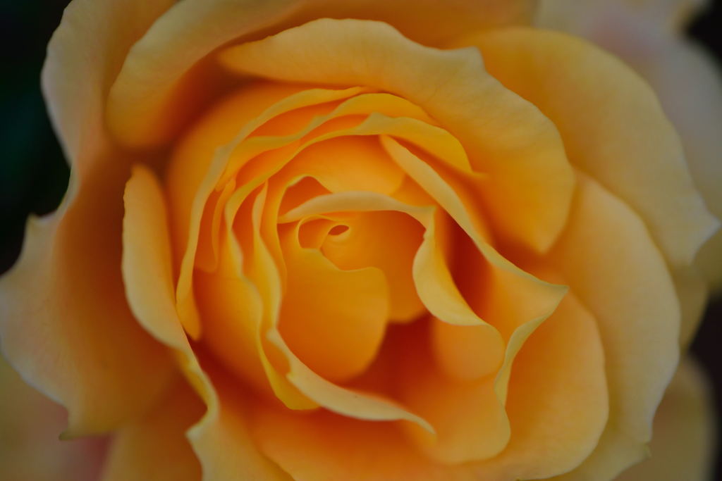 薔薇　万葉
