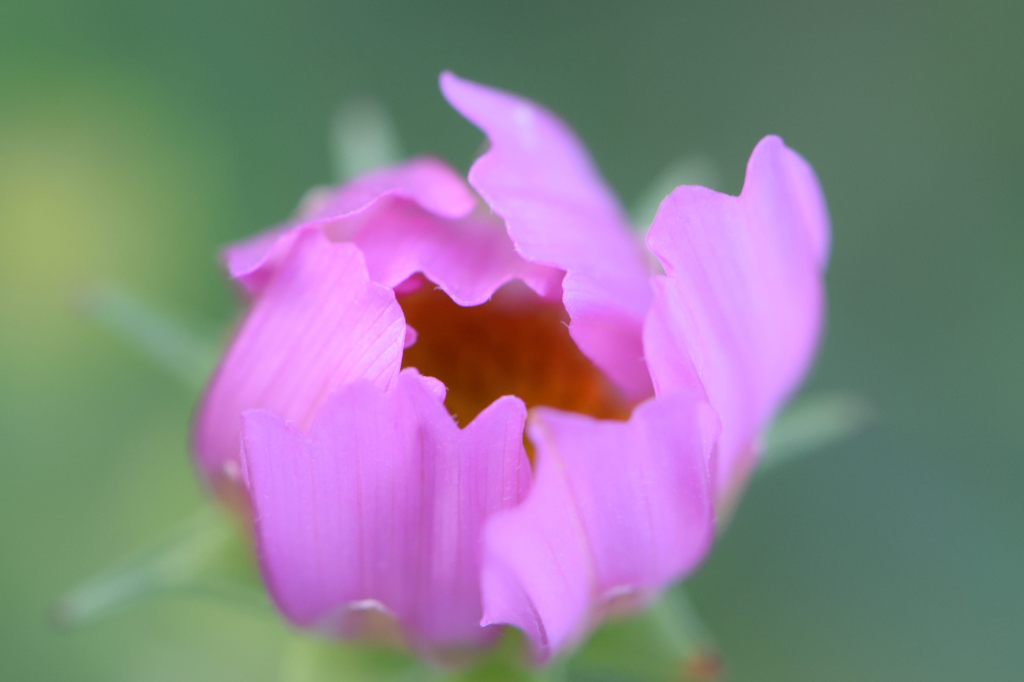 ふつうの秋桜　5