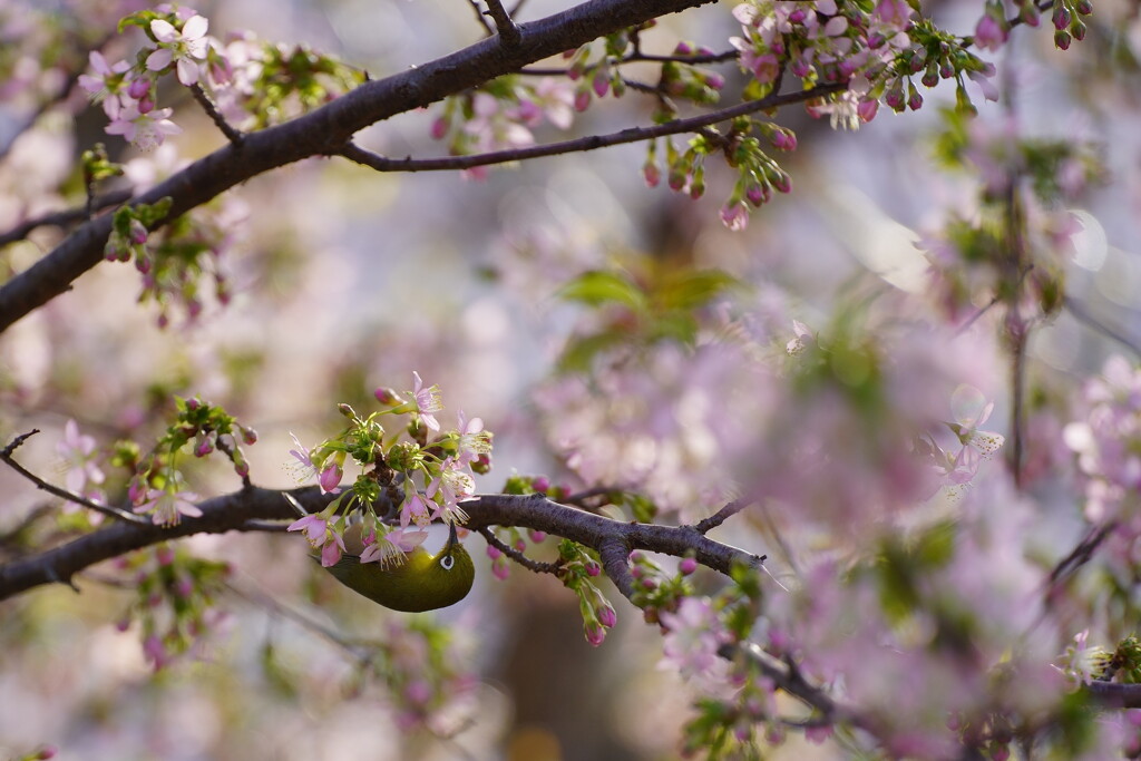 サクジロー　４