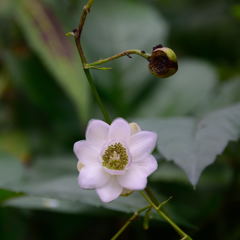 禁断のレンゲショウマ ^^;