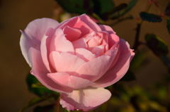 初花撮り　しずくpink