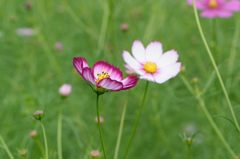 秋桜　キャンディストライプ　4