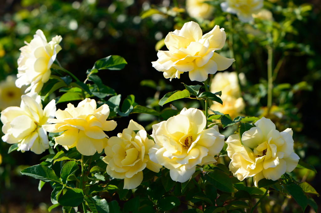 薔薇　ハニー・ブーケ