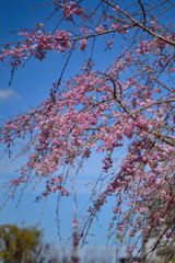 枝垂れ桜