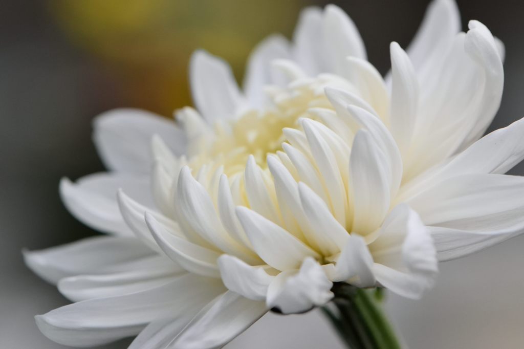 仏花　菊