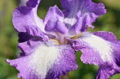 ジャーマンアイリスだった