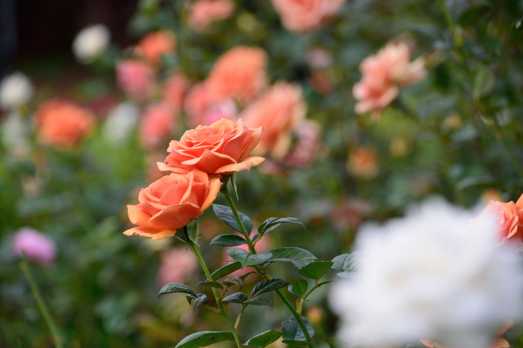 薔薇　寄せ植え２