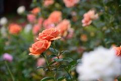 薔薇　寄せ植え２