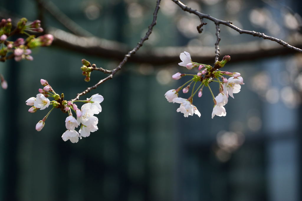 ソメイヨシノ　３