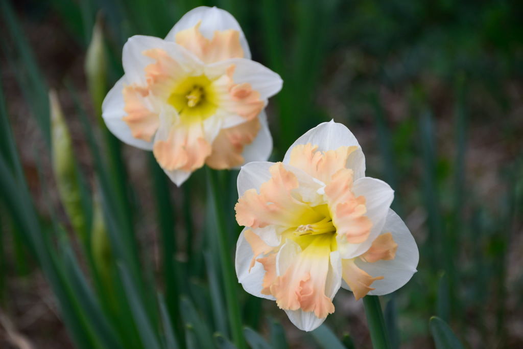 バタフライ水仙