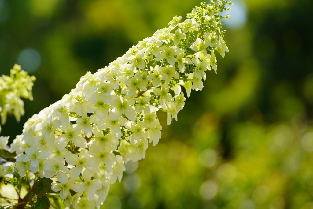 柏葉紫陽花